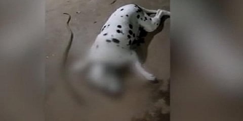 வளர்த்தவரை காப்பாற்ற பாம்புடன் போராடி உயிரைவிட்ட டைசன்