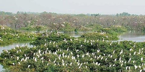 “வேடந்தாங்கல் சரணாலயத்தை மூடுங்கள்” - பொதுமக்கள் கோரிக்கை