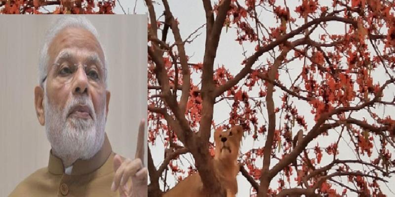 பேசுபொருளான பிரதமர் மோடி பகிர்ந்த சிங்கத்தின் புகைப்படம்!