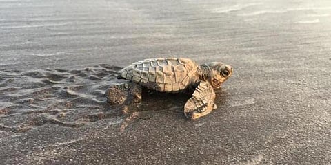 ஆமைகளை கறிக்காக வெட்டி கொல்ல முயற்சி - காப்பாற்றிய காவல்துறை