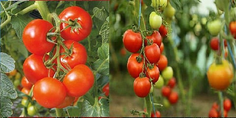 செடிக்கு 25 கிலோ தக்காளி சாகுபடி : இயற்கை விவசாயி அசத்தல்