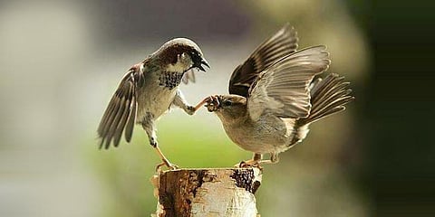 இன்று ''உலக சிட்டுக் குருவிகள் தினம்'': கேட்கிறதா சிட்டுக்குருவிகளின் "கீச் கீச்" குரல்கள் ?