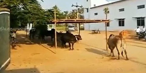 கால்நடை கண்காட்சி : வீரத்துடன் சீறும் காங்கேயம் காளைகள்