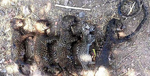 பாம்புக்கு வைத்த தீயில் பலியான 5 சிறுத்தைக் குட்டிகள்!