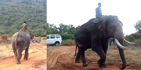 மீண்டும் விளைநிலங்களுக்குள் புகுந்த விநாயகன் - விவசாயிகள் கவலை