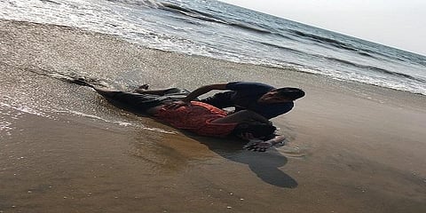 கடலில் சிக்கித் தவித்த நபரை காப்பாற்றிய இந்தியக் கடற்படை அதிகாரி