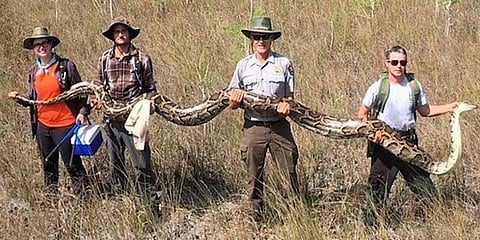 ஆண் மலைப்பாம்பு உதவியால் சிக்கிய 17 அடி நீளம் கொண்ட பெண் மலைப்பாம்பு