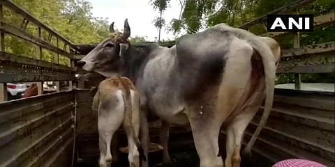 யாருக்கு சொந்தம்? - நீதிமன்றத்திற்கு வந்த பசுமாடு