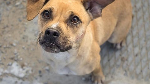 30 பேரின் உயிரைக் காப்பாற்றிவிட்டு தன்னுயிரை விட்ட தெரு நாய்..!