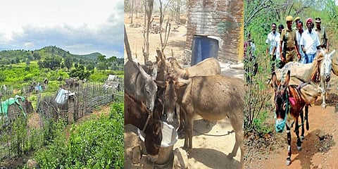 40 ஆண்டுகளாக கழுதைகள் மூலம் எடுத்துச் செல்லப்படும் வாக்கு இயந்திரம் !