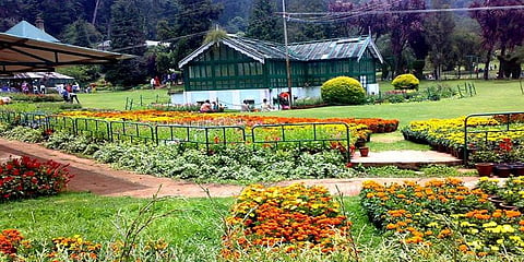 களைகட்டும் குளு குளு வசந்த காலம் : கண்காட்சிக்கு தயாராகும் கொடைக்கானல்