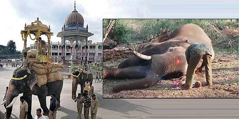 மைசூர் தசரா யானை ’துரோணா’ திடீர் மரணம்!