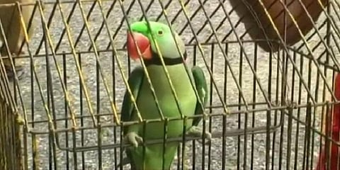 “போலீஸ்.. போலீஸ்” கடத்தல் கும்பலை காப்பாற்றிய ‘கிளி’ கைது