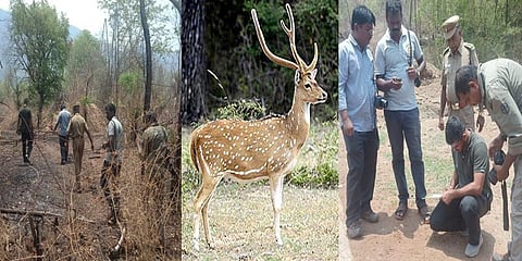 சேலம் வனப்பகுதியில் புள்ளி மான்களின் எண்ணிக்கை அதிகரிப்பு !