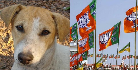 பாஜக ஆதரவு ஸ்டிக்கருடன் திரிந்த நாய் ! பிடித்துச்சென்ற தேர்தல் அதிகாரிகள்