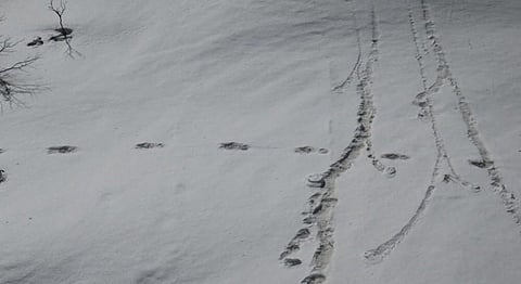 அது பனிமனிதன் கால்தடமல்ல கரடியின் கால்தடம்- நேபாள் ராணுவம் தகவல்