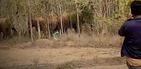 குடிபோதையில் யானைக்கு முத்தமிட முயன்ற இளைஞர் - மருத்துவமனையில் அனுமதி