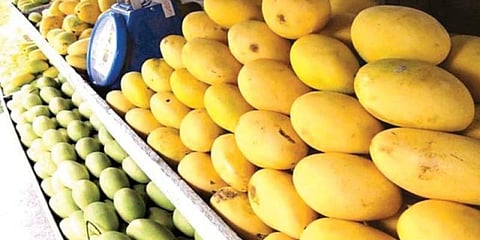 ‘புற்றுநோயை உண்டாக்கும் கல் வைத்து பழுத்த மாம்பழங்கள்’ : எச்சரிக்கை..!