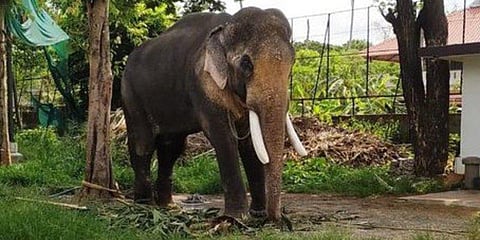 பூரம் விழாவில், யானை ராமச்சந்திரன் பங்கேற்க ஆட்சியர் அனுமதி