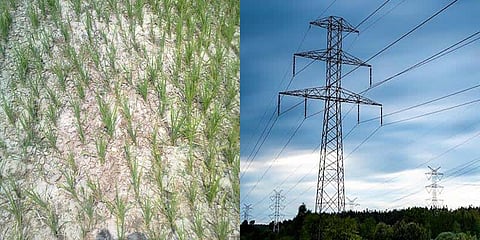 இரவு நேரத்தில் தடையின்றி மும்முனை மின்சாரம் : விவசாயிகள் கோரிக்கை