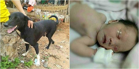 உயிரோடு புதைக்கப்பட்ட குழந்தையை காப்பாற்றிய நாய்!
