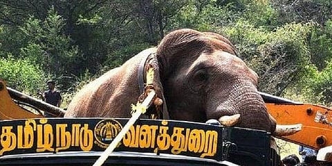 “சின்னத்தம்பி யானை நலமுடன் உள்ளது”- பரவிய வதந்தி குறித்து வனத்துறை விளக்கம்