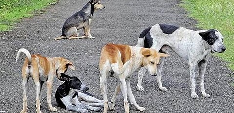 மீன் வியாபாரத்திற்கு இடையூறு: 15 நாய்களை விஷம் வைத்து கொன்றவர் கைது..!