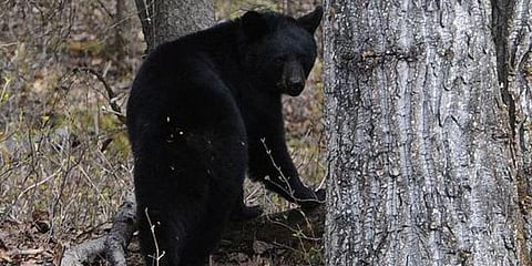 கன்னியாகுமரியில் கரடி தாக்கி கூலித்தொழிலாளி படுகாயம்