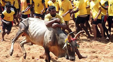 ஜல்லிக்கட்டை தடை செய்ய பீட்டா மீண்டும் முயற்சி