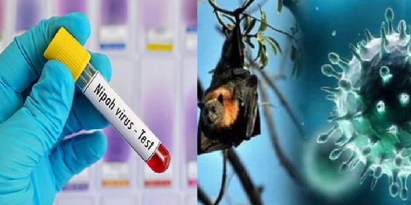 கேரளாவில் மீண்டும் நிபா வைரஸ்? - பதற்றம் அடைய வேண்டாமென்று முதலமைச்சர் வேண்டுகோள்