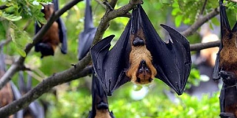 நிபா வைரஸ் பாதிப்பு: தற்காத்துக் கொள்வது எப்படி?