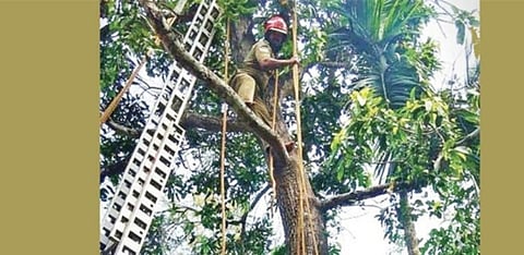 மரத்தில் மயங்கினார் மாங்காய் பறிக்கச் சென்ற இளைஞர்: போராடி மீட்பு