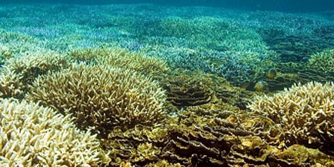 உயரும் கடல் வெப்பம் : ஆபத்தில் ‘மன்னார் வளைகுடா’ பவளப்பாறைகள்