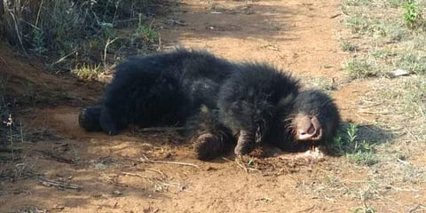 துடிதுடித்து இறந்த ‘பெண் கரடி’ - விஷம் வைத்து கொலையா ?