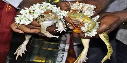 மழை வேண்டி தவளைகளுக்கு திருமணம்..!