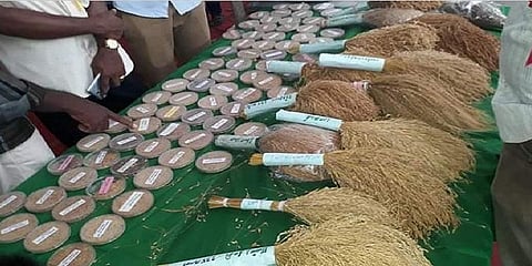 இன்றுடன் நிறைவு பெறுகிறது திருத்துறைப்பூண்டி நெல் திருவிழா