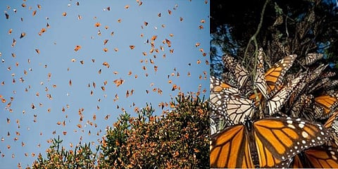 பட்டாம் பூச்சிகள் வலசை செல்வதில் தாமதம்