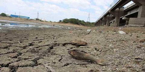 வறட்சியால் வாடும் போரூர் ஏரி : இறந்து கிடக்கும் மீன்கள்