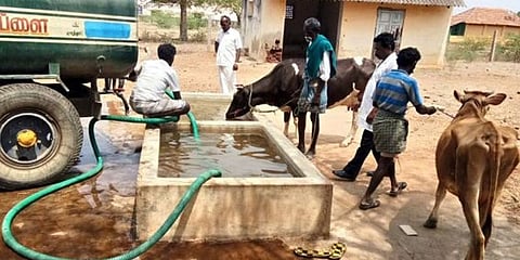 “கால்நடைகளுக்கு தண்ணீர் கிடைப்பதை உறுதி செய்யுங்கள்”- தமிழக அரசு