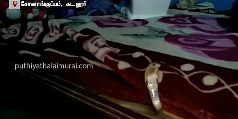கட்டிலில் படுத்துக்கொண்டு டிவி பார்த்த பாம்பு..!