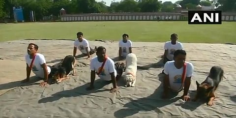 பாதுகாப்பு வீரர்களுடன் இணைந்து யோகாசனம் செய்த நாய்கள் - வைரல் வீடியோ