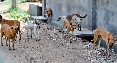 தெரு நாய்களுக்கு தடுப்பூசி.. ரேபிஸ் நோயை தடுக்க நடவடிக்கை..!
