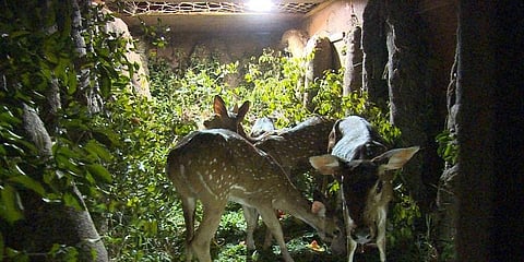 இனப்பெருக்கும் குறைவு: சென்னையில் இருந்து களக்காடு முண்டந்துறைக்கு சென்ற புள்ளி மான்கள்