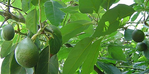 பட்டர்ஃபுரூட் அதிக விளைச்சல் கண்டுள்ளதால் விவசாயிகள் மகிழ்ச்சி !