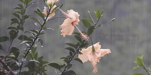 கொடைக்கானல், மதுரையில் கனமழை : விவசாயிகள், மக்கள் மகிழ்ச்சி