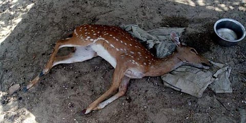 தண்ணீர் தேடி வந்த மான், நாய் கடித்து பரிதாப பலி