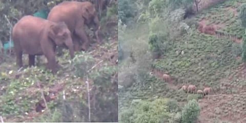 கூட்டமாக சுற்றித் திரியும் காட்டு யானைகள் : வெறிச்சோடிய தேயிலைத் தோட்டங்கள்