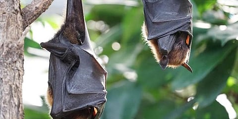 கேரளாவில் கட்டுக்குள் வந்தது நிபா.. தமிழக எல்லையில் முகாம்கள் நிறைவு..!