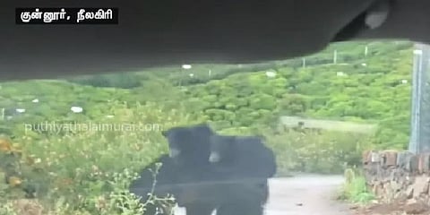 குட்டிகளை முதுகில் சுமந்தபடி சாலையை கடந்த கரடி - வீடியோ