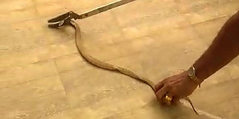 வாஷின் மெஷினில் 5 அடி பாம்பு : அதிர்ச்சியடைந்த உரிமையாளர்